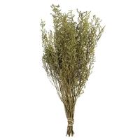 View 14"-18" Spring Green Dried Stoebe