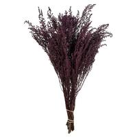 Vickerman 14"-18" Violet Dried Stoebe