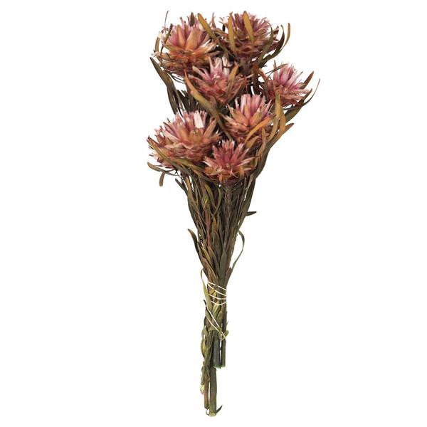 8"-20" Erica Pink Preserved Plumosum (8 flowers in a bundle)