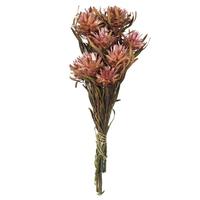 View 8"-20" Erica Pink Preserved Plumosum (8 flowers in a bundle)