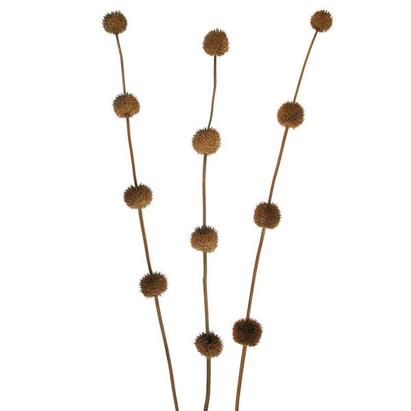 36"-40" Brown Preserved Thistle Stem (4 pack)