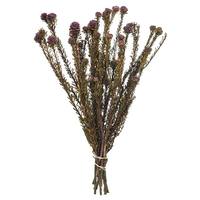 View 12"-18" 5-7oz Violet Preserved Tortum Bundle