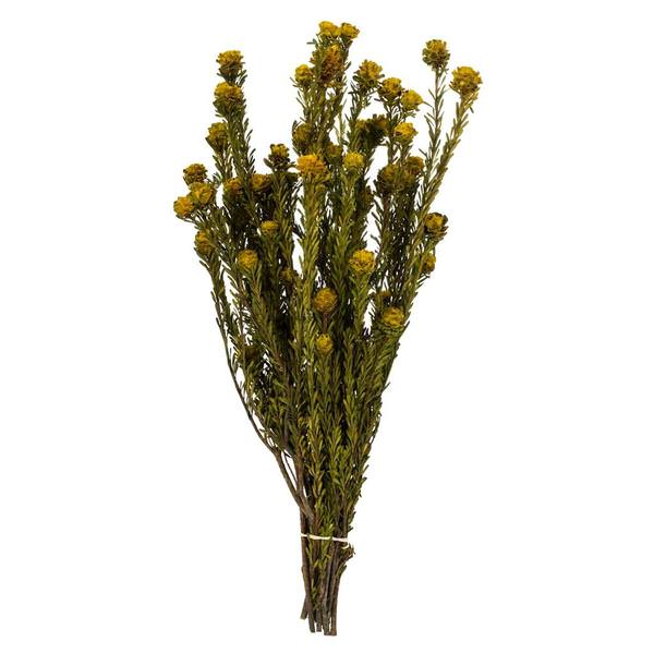 12"-18" 5-7oz Yellow Preserved Tortum Bundle