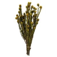 Vickerman 12"-18" 10oz Yellow Preserved Tortum Bundle (2 5oz bundles)