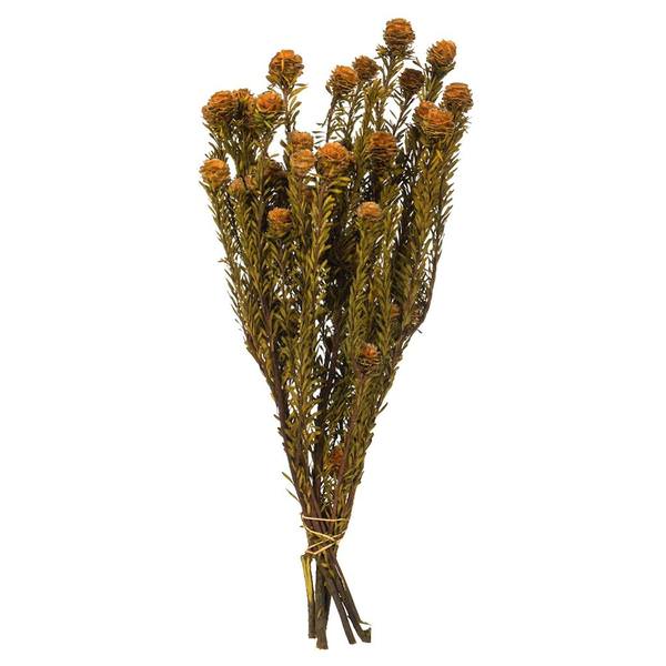 12"-18" 5-7oz Autumn Preserved Tortum Bundle