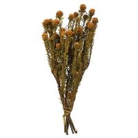 View 12"-18" 5-7oz Autumn Preserved Tortum Bundle