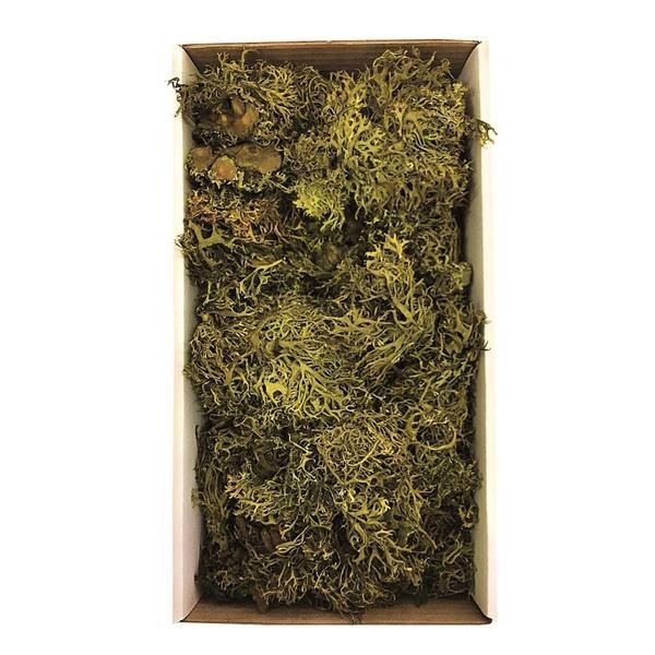 8-9oz Green Preserved Moss Bundle