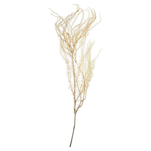 26" 4oz Dried Bleached Andares Fern
