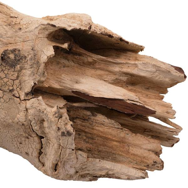 25"-30" Bleached Preserved Amazonian Root