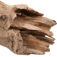 Vickerman 25"-30" Bleached Preserved Amazonian Root
