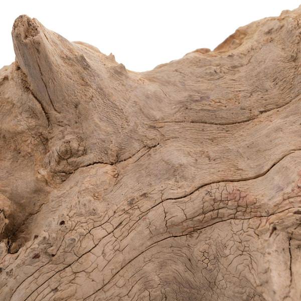 31" Natural Preserved Amazonian Root