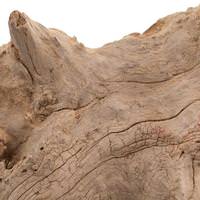Vickerman 31" Natural Preserved Amazonian Root