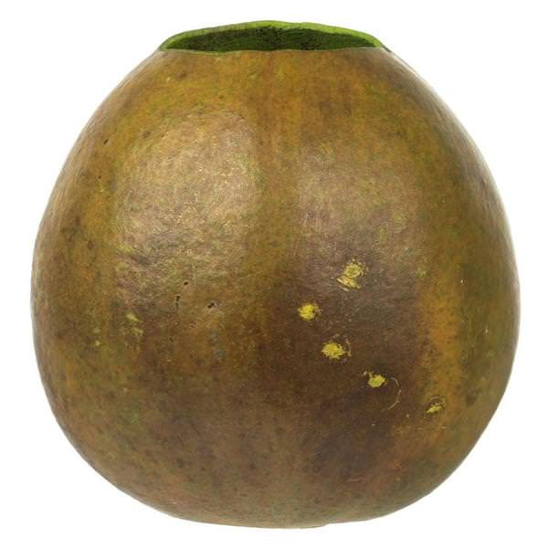 6"-7" Basil Preserved Bacacuia Gourd