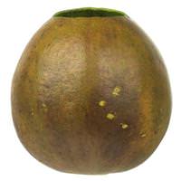 Vickerman 6"-7" Basil Preserved Bacacuia Gourd