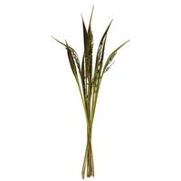 View 36"-40" Basil Dried Bahia Spears with Seeds (9 stems)