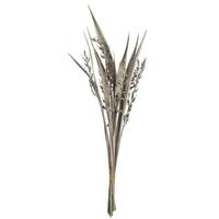 Vickerman 36"-40" White Wash Dried Bahia Spears with Seeds (9 stems)
