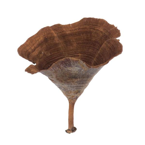 2"-6" Natural Calice Mushrooms (15 pack)