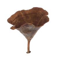 View 2"-6" Natural Calice Mushrooms (15 pack)
