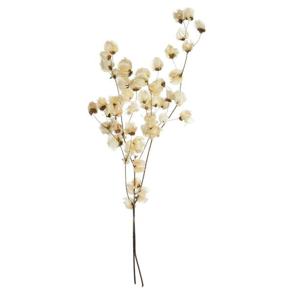 20"-24" 60 Blooms Bleached Preserved Cara Blossoms