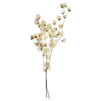 View 20"-24" 60 Blooms Bleached Preserved Cara Blossoms