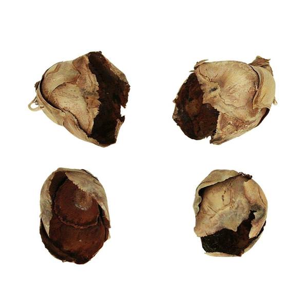 2"-3" Natural Preserved Cacho Pods (60 pieces)