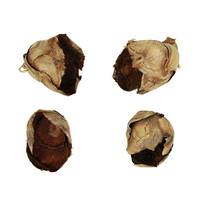Vickerman 2"-3" Natural Preserved Cacho Pods (60 pieces)