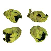 View 2"-3" Basil Preserved Cacho Pods (60 pieces)