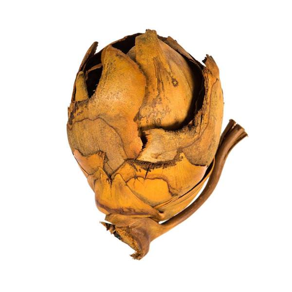 2"-3" Aspen Gold Preserved Cacho Pods (60 pieces)
