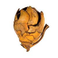 Vickerman 2"-3" Aspen Gold Preserved Cacho Pods (60 pieces)