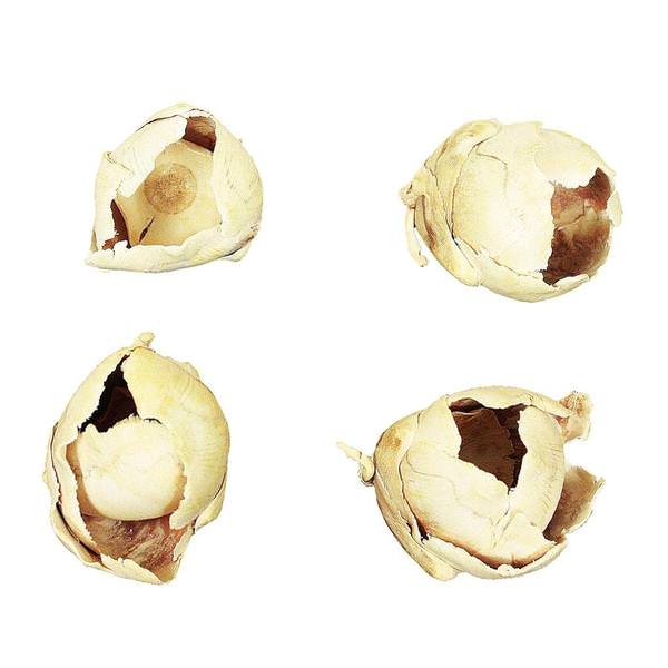 2"-3" Bleached Preserved Cacho Pod (60 pieces)