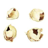 View 2"-3" Bleached Preserved Cacho Pod (60 pieces)