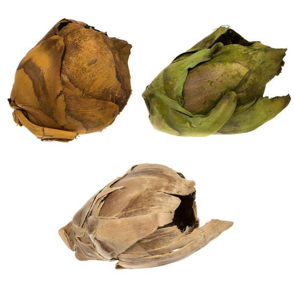 2"-3" Assorted Preserved Cacho Pods (60 pieces)