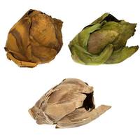 Vickerman 2"-3" Assorted Preserved Cacho Pods (60 pieces)