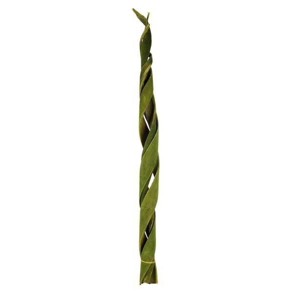 45"-48" Basil Preserved Coco Velvet Stems (3 stems)