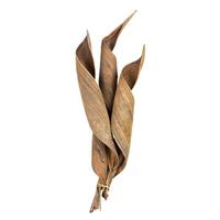 Vickerman 16"-20" Natural Preserved Coco Paddles (3 pieces)