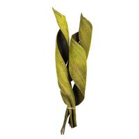 Vickerman 16"-20" Basil Preserved Coco Paddles (3 pieces)