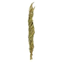 Vickerman 40"-48" Dried Basil Coco Palm Stem (6 stems in a bundle)
