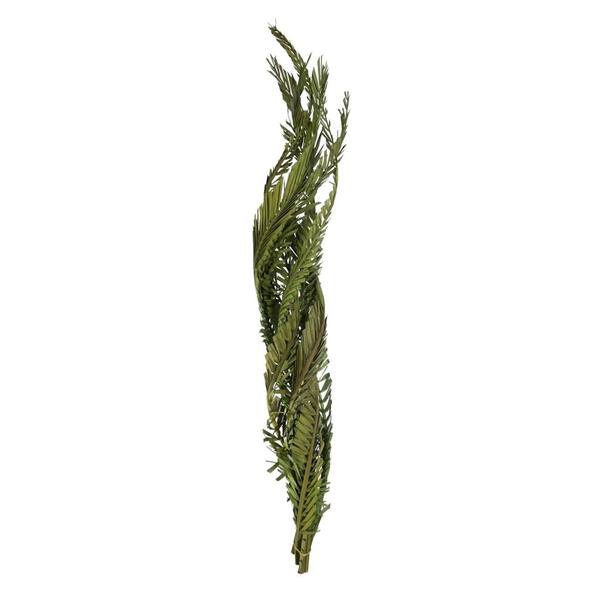 40"-48" Dried Green Coco Palm Stem (6 stems in a bundle)