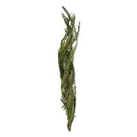 Vickerman 40"-48" Dried Green Coco Palm Stem (6 stems in a bundle)