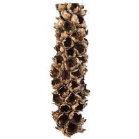 View 26"-28" Natural Preserved Seed Pod