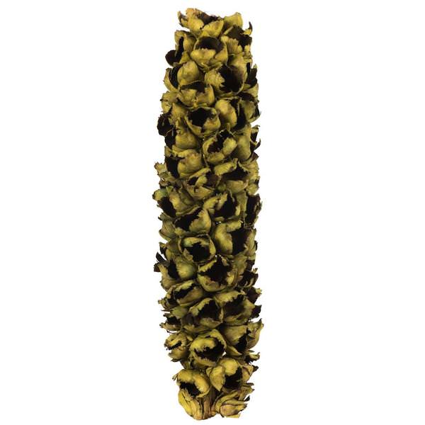 26"-28" Basil Preserved Seed Pod