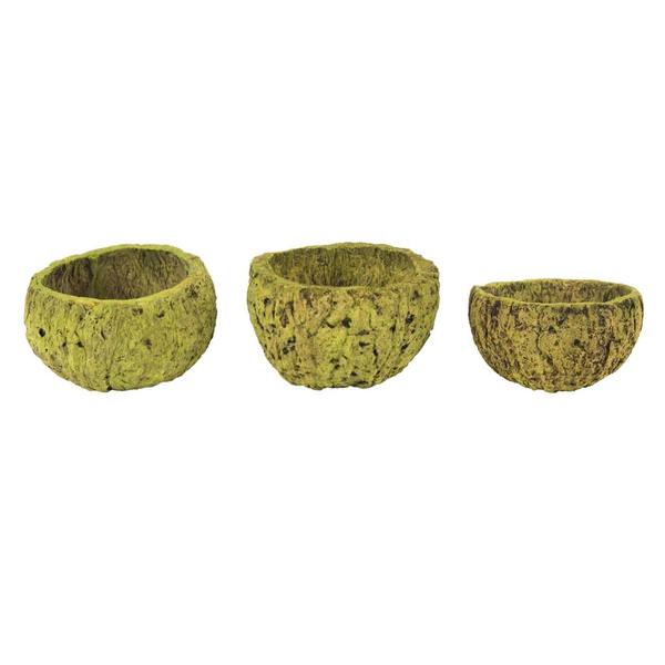 3"-4" Basil Preserved Mayan Coconut (10 pack)