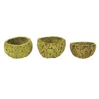 Vickerman 3"-4" Basil Preserved Mayan Coconut (10 pack)