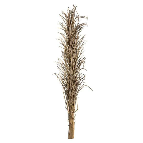 24"-35" Natural Dried Medusa Branch