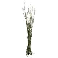 Vickerman 35"-40" Green Dried Moneta Branches