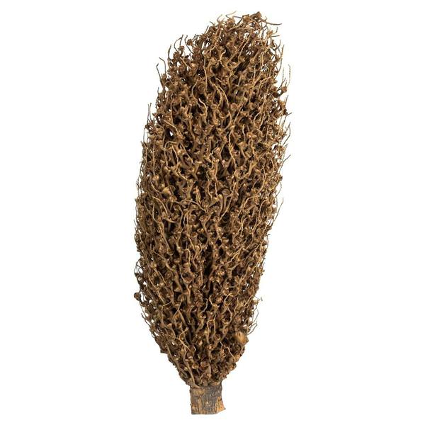 22" x 7" Natural Preserved Olympia Seed Pod