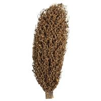 Vickerman 22" x 7" Natural Preserved Olympia Seed Pod