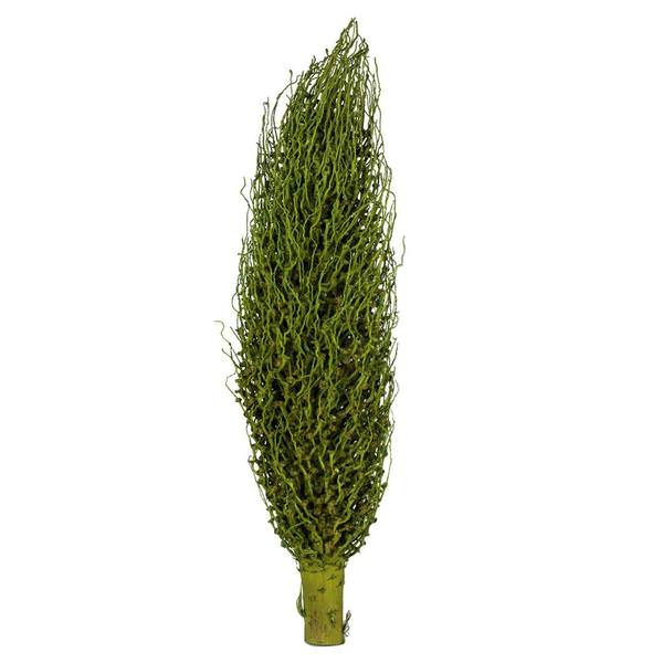 22" x 7" Basil Preserved Olympia Seed Pod