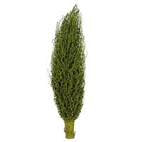 Vickerman 22" x 7" Basil Preserved Olympia Seed Pod
