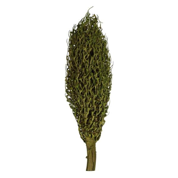 22" x 7" Green Preserved Olympia Seed Pod